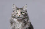 Maine Coon Portrait