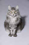 sitting Maine Coon