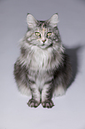 sitting Maine Coon