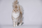 young Maine Coon