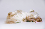 lying Maine Coon