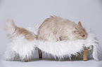 young Maine Coon