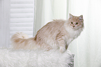 young Maine Coon