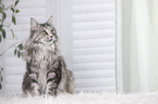sitting Maine Coon