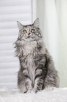 sitting Maine Coon