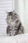 sitting Maine Coon
