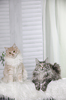 2 Maine Coons
