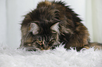 lying Maine Coon