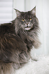 sitting Maine Coon