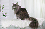 sitting Maine Coon
