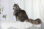 sitting Maine Coon