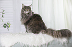sitting Maine Coon
