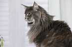 Maine Coon Portrait