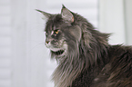 Maine Coon Portrait