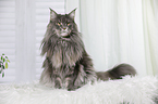 sitting Maine Coon