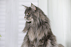 Maine Coon Portrait