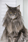 sitting Maine Coon