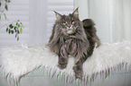 lying Maine Coon