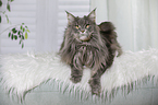lying Maine Coon