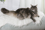 lying Maine Coon