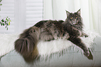 lying Maine Coon