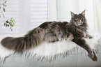 lying Maine Coon