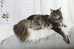 lying Maine Coon