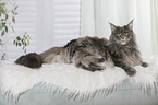 lying Maine Coon