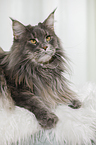 lying Maine Coon