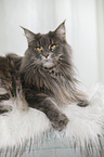 lying Maine Coon