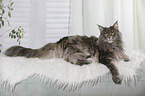 lying Maine Coon