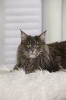 lying Maine Coon