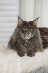 lying Maine Coon