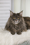 lying Maine Coon