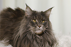 Maine Coon Portrait