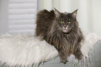lying Maine Coon