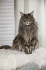 sitting Maine Coon
