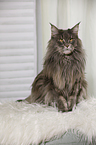 sitting Maine Coon