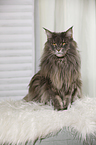 sitting Maine Coon