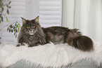 lying Maine Coon