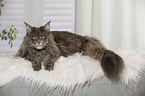lying Maine Coon