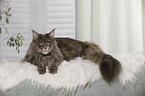 lying Maine Coon