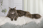 lying Maine Coon