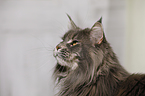 Maine Coon Portrait
