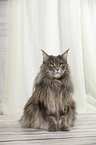 sitting Maine Coon