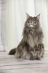 sitting Maine Coon