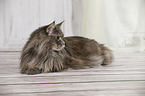 lying Maine Coon