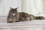 lying Maine Coon