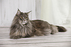 lying Maine Coon