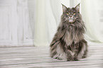 sitting Maine Coon